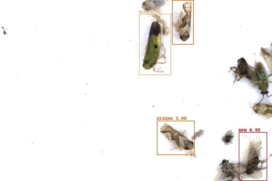 Image 20